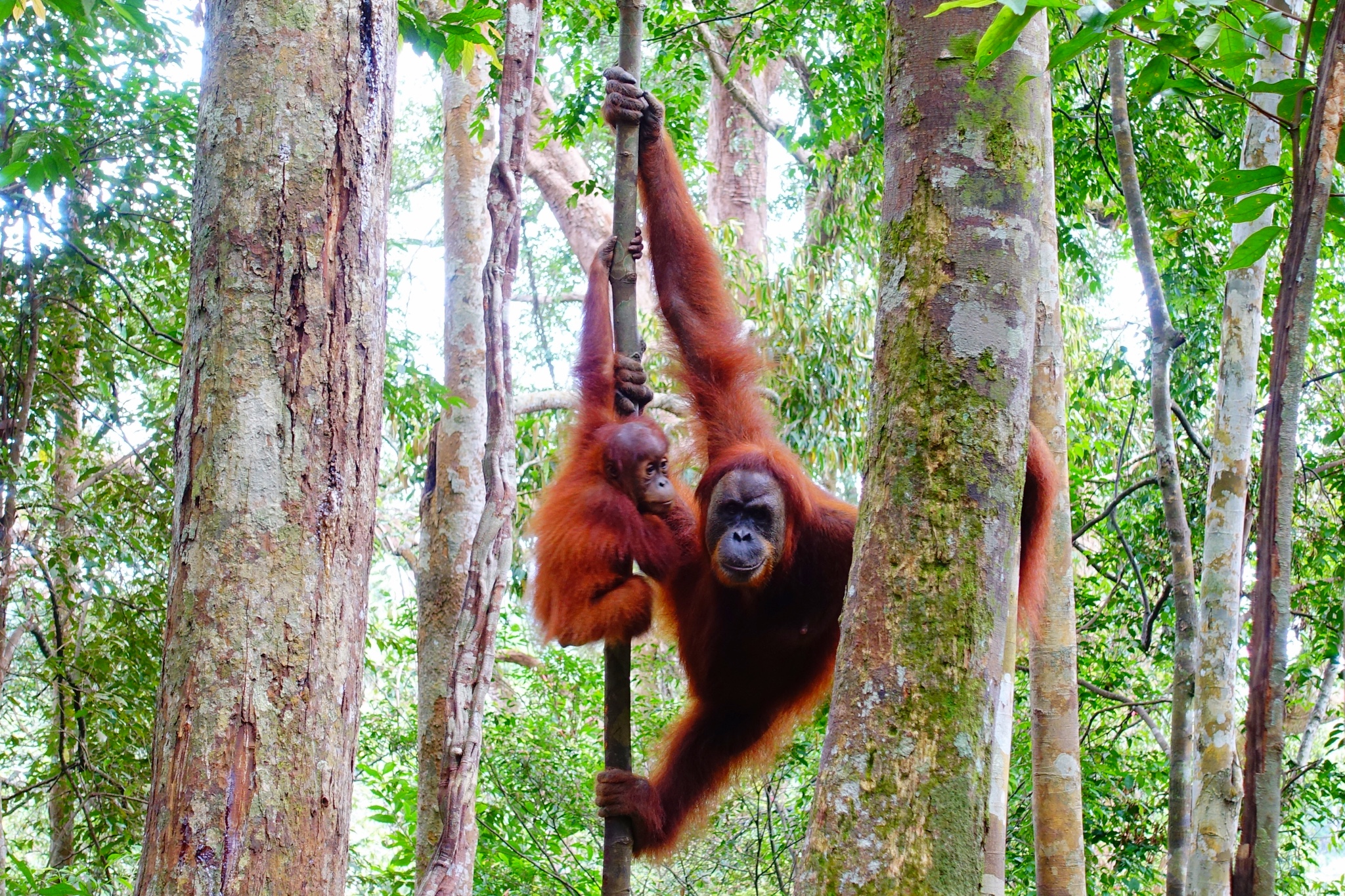 Ööbimine džunglis ja orangutanid. Bukit Lawang